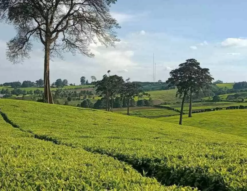 Farm